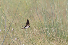 Hirundo rustica