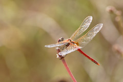 Sympetrum fonscolombii