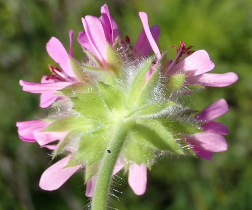 rose-scented geranium