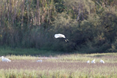 Egretta garzetta