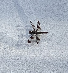 Plathemis lydia