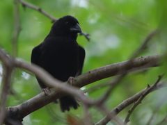 Melanospiza richardsoni