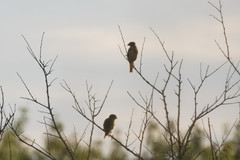 Emberiza calandra