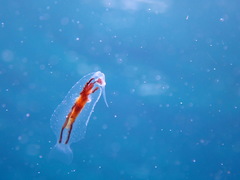 Phylliroe