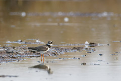 Charadrius hiaticula