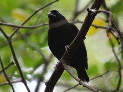 Melanospiza richardsoni