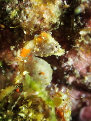 Hippocampus pontohi