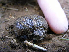 Breviceps verrucosus