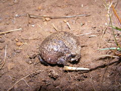 Breviceps verrucosus