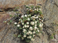 Ericameria cuneata macrocephala
