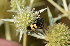 Scolia hirta hirta