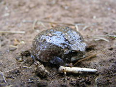 Breviceps verrucosus