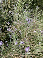 Matthiola sinuata