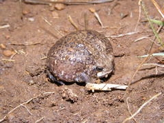 Breviceps verrucosus