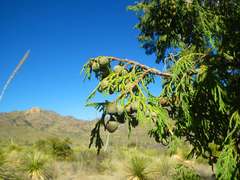 Juniperus flaccida