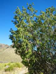 Juniperus flaccida