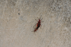 Dysdercus fasciatus