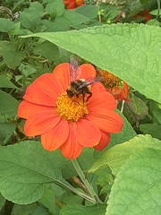 Bombus pensylvanicus image