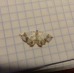 Eversmannia exornata