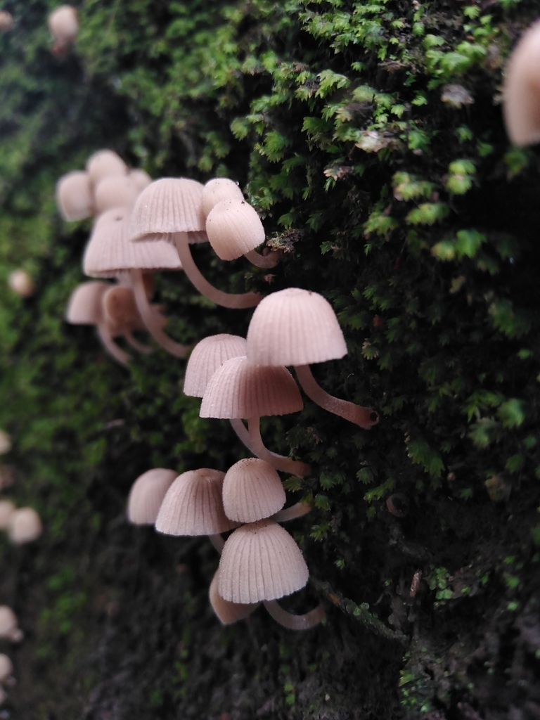 Mycena haematopus · August 2021 · photo: © lincayaren (iNaturalist, cc-by)