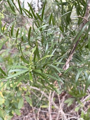 Asparagus falcatus