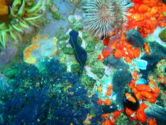 Tambja capensis