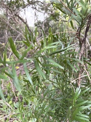 Asparagus falcatus