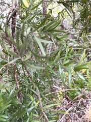 Asparagus falcatus