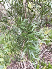 Asparagus falcatus