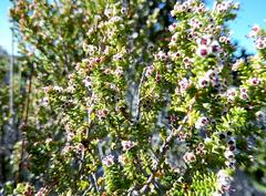 Erica arenaria