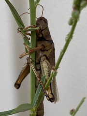 Entomophaga