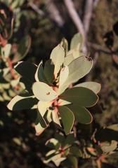 Protea glabra