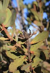 Protea glabra