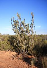 Protea glabra
