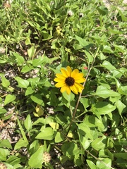 Helianthus debilis image