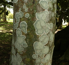 Arthoniomycetes
