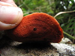 Pycnoporus sanguineus image