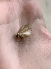 Spodoptera frugiperda