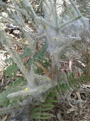 Tetranychus lintearius