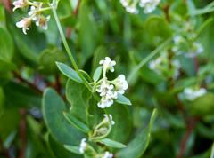Astephanus triflorus