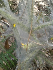 Tetranychus lintearius