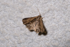Ercheia niveostrigata