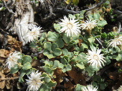 Ericameria cuneata macrocephala
