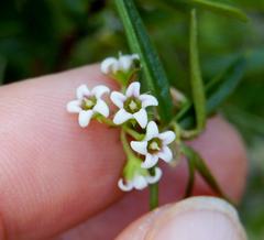 Astephanus triflorus