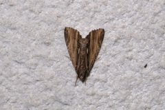 Ercheia niveostrigata
