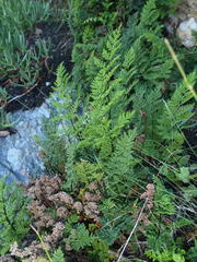 Cheilanthes multifida multifida