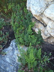 Cheilanthes multifida multifida