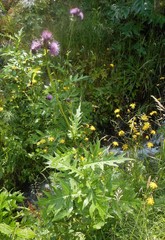 Cirsium alsophilum