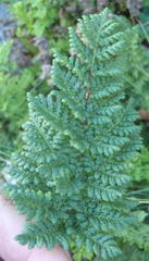 Cheilanthes multifida multifida