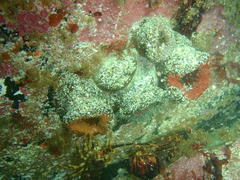 Bunodactis reynaudi